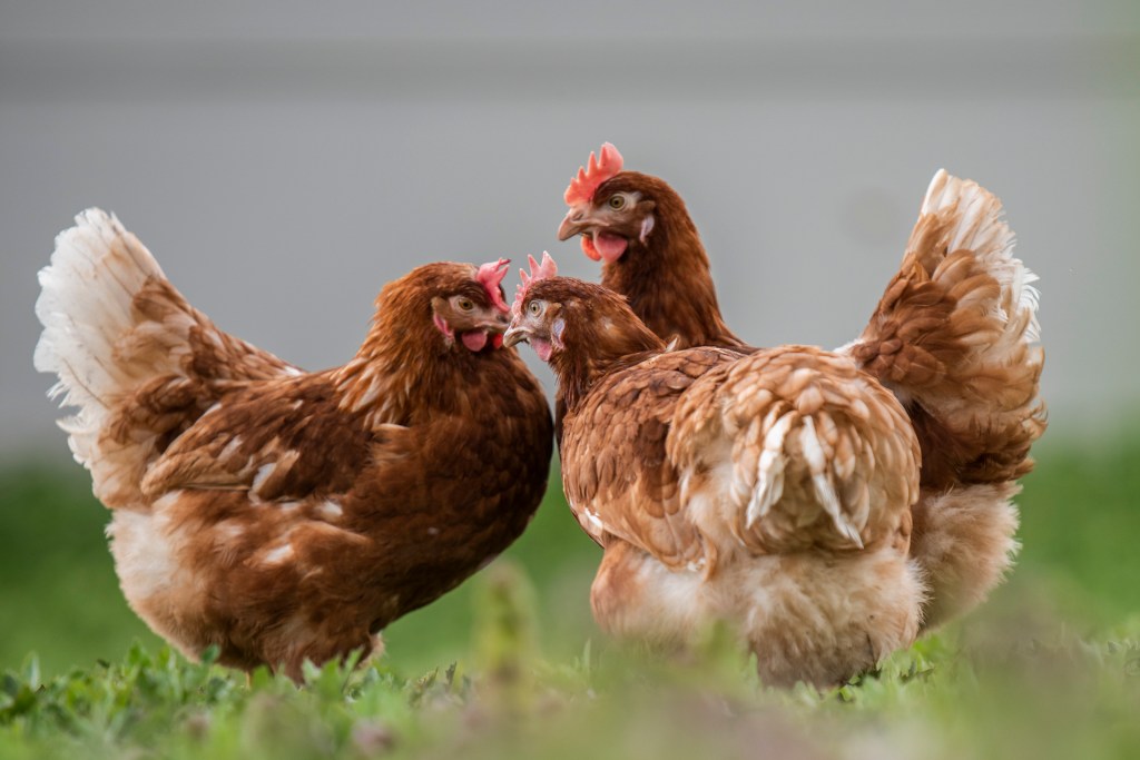 Le galline in Italia vengono tutte allevate in gabbia: FALSO!